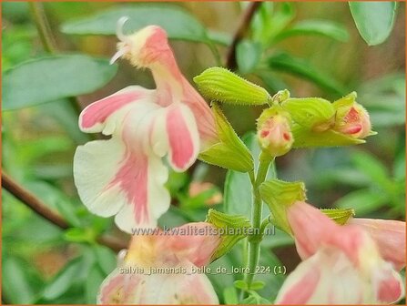 Salvia jamensis &#039;Belle de Loire&#039; | Salie, Salvia | Salbei | Autumn Sage