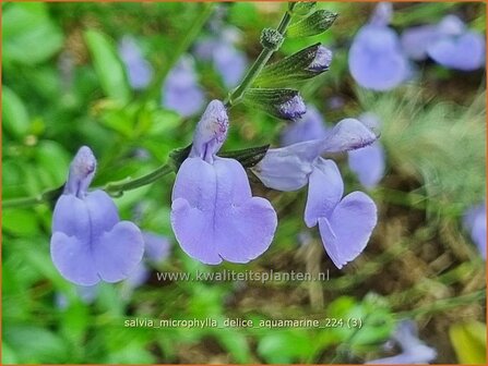 Salvia microphylla &#039;Delice Aquamarine&#039; | Salie, Salvia | Johannisbeersalbei | Blackcurrant Sage