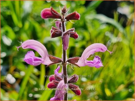 Salvia pratensis &#039;Rose Rhapsody&#039; | Veldsalie, Weidesalie, Salie, Salvia | Wiesen-Salbei | Meadow Sage