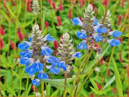 Salvia uliginosa | Moerassalie, Salie, Salvia | Moor-Salbei | Bog Sage