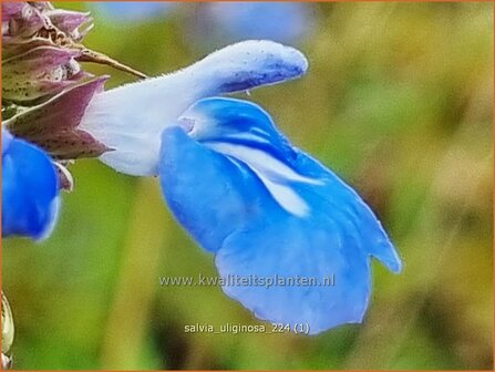 Salvia uliginosa | Moerassalie, Salie, Salvia | Moor-Salbei | Bog Sage