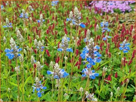 Salvia uliginosa | Moerassalie, Salie, Salvia | Moor-Salbei | Bog Sage