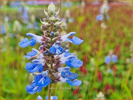 Salvia uliginosa | Moerassalie, Salie, Salvia | Moor-Salbei | Bog Sage