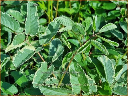 Sanguisorba menziesii &#039;Dali Marble&#039; | Alaska pimpernel, Pimpernel, Sorbenkruid | Menzies Wiesenknopf | Menzie&amp;#x0