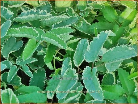 Sanguisorba menziesii &#039;Dali Marble&#039; | Alaska pimpernel, Pimpernel, Sorbenkruid | Menzies Wiesenknopf | Menzie&amp;#x0
