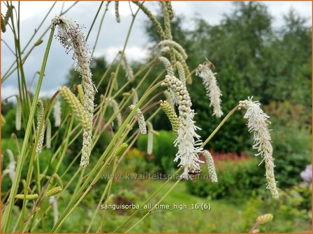Sanguisorba tenuifolia &#039;All Time High&#039; | Hoge pimpernel, Sorbenkruid, Pimpernel | Hoher Wiesenknopf | Japanese Bu