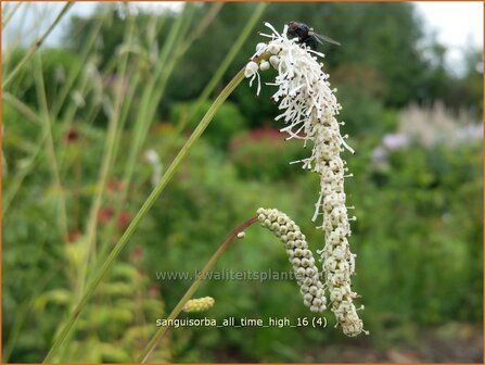 Sanguisorba tenuifolia &#039;All Time High&#039; | Hoge pimpernel, Sorbenkruid, Pimpernel | Hoher Wiesenknopf | Japanese Bu