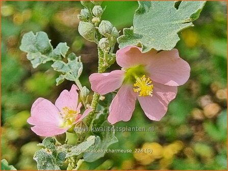 Sphaeralcea &#039;Charmeuse&#039; | Knotsmalva | Kugelmalve | Globe Mallow