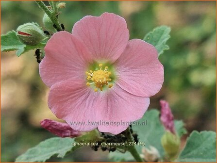 Sphaeralcea &#039;Charmeuse&#039; | Knotsmalva | Kugelmalve | Globe Mallow