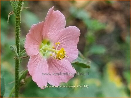 Sphaeralcea &#039;Charmeuse&#039; | Knotsmalva | Kugelmalve | Globe Mallow