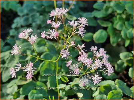 Thalictrum ichangense &#039;Purple Marble&#039; | Ruit | Elfenblumen&auml;hnliche-Wiesenraute | Chinese Meadow Rue