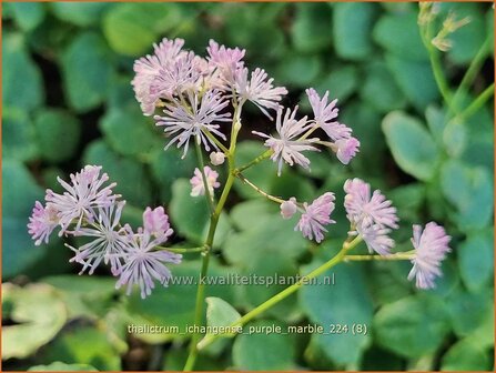 Thalictrum ichangense &#039;Purple Marble&#039; | Ruit | Elfenblumen&auml;hnliche-Wiesenraute | Chinese Meadow Rue