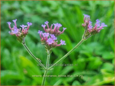 Verbena bonariensis &#039;Bonnie Blue&#039; | Stijf ijzerhard, IJzerhard | Hohes Eisenkraut | Tall Verbena