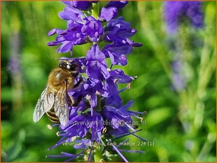 Veronica longifolia &#039;Dark Maetje&#039; | Lange ereprijs, Langbladige ereprijs, Ereprijs | Langbl&auml;ttriger Ehrenpreis | Gar