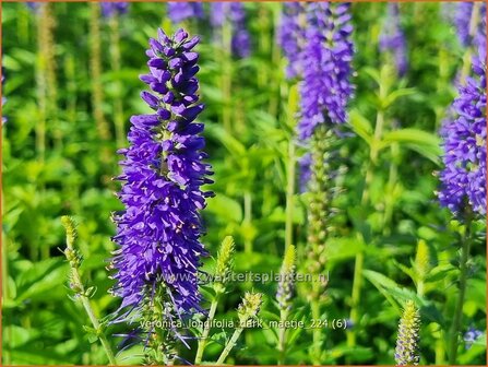 Veronica longifolia &#039;Dark Maetje&#039; | Lange ereprijs, Langbladige ereprijs, Ereprijs | Langbl&auml;ttriger Ehrenpreis | Gar