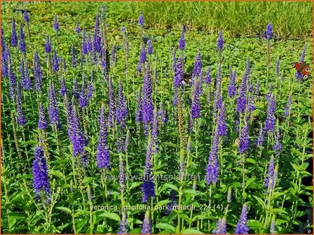 Veronica longifolia &#039;Dark Maetje&#039; | Lange ereprijs, Langbladige ereprijs, Ereprijs | Langbl&auml;ttriger Ehrenpreis | Gar