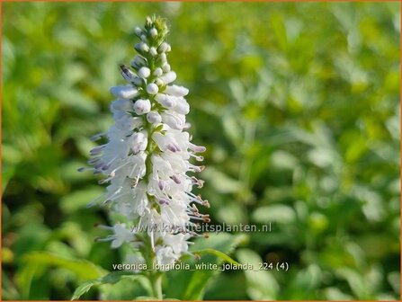 Veronica longifolia &#039;White Jolanda&#039; | Lange ereprijs, Langbladige ereprijs, Ereprijs | Langbl&auml;ttriger Ehre