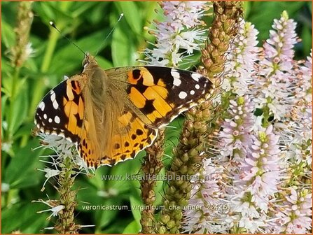 Veronicastrum virginicum &#039;Challenger&#039; | Virginische ereprijs, Zwarte ereprijs, Naaldereprijs | Kandelaberehrenpre