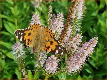 Veronicastrum virginicum &#039;Challenger&#039; | Virginische ereprijs, Zwarte ereprijs, Naaldereprijs | Kandelaberehrenpre