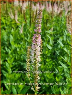 Veronicastrum virginicum &#039;Challenger&#039; | Virginische ereprijs, Zwarte ereprijs, Naaldereprijs | Kandelaberehrenpre