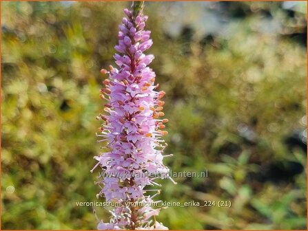 Veronicastrum virginicum &#039;Kleine Erika&#039; | Virginische ereprijs, Zwarte ereprijs, Naaldereprijs | Kandelaberehrenp
