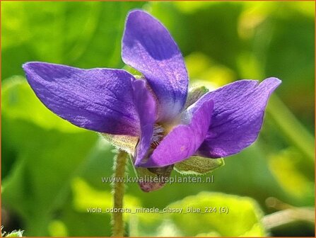 Viola odorata &#039;Miracle Classy Blue&#039; | Maarts viooltje, Welriekend viooltje, Viooltje | Duftveilchen | Sweet Viole
