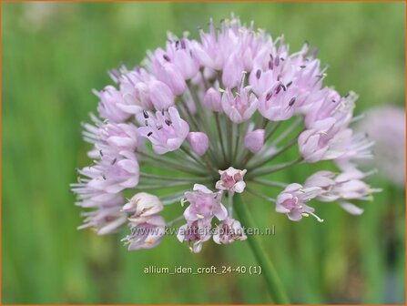 Allium &#039;Iden Croft&#039; | Sierui, Look | Lauch | Ornamental Onion
