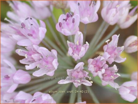Allium &#039;Iden Croft&#039; | Sierui, Look | Lauch | Ornamental Onion