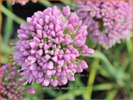 Allium &#039;Little Sapphire&#039; | Amerikaanse look, Sierui, Look | Nickender Lauch | Lady&#039;s Leek