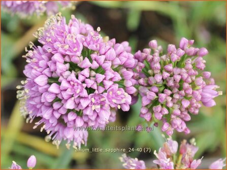 Allium &#039;Little Sapphire&#039; | Amerikaanse look, Sierui, Look | Nickender Lauch | Lady&#039;s Leek