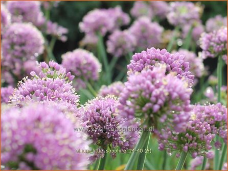 Allium &#039;Little Sapphire&#039; | Amerikaanse look, Sierui, Look | Nickender Lauch | Lady&#039;s Leek