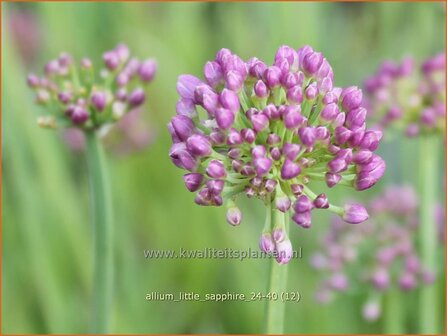 Allium &#039;Little Sapphire&#039; | Amerikaanse look, Sierui, Look | Nickender Lauch | Lady&#039;s Leek