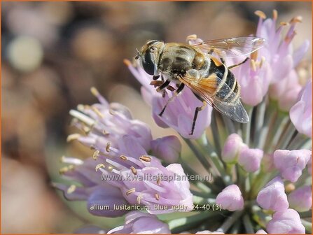 Allium lusitanicum &amp;#x0027;Blue Eddy&amp;#x0027; | Sierui, Look | Berg-Lauch | Mountain Garlic