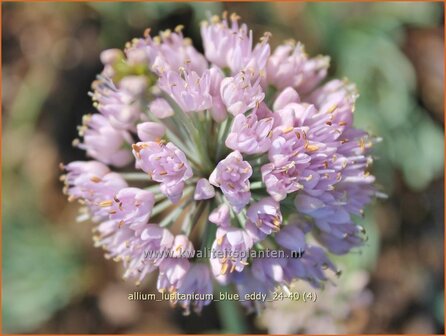 Allium lusitanicum &amp;#x0027;Blue Eddy&amp;#x0027; | Sierui, Look | Berg-Lauch | Mountain Garlic