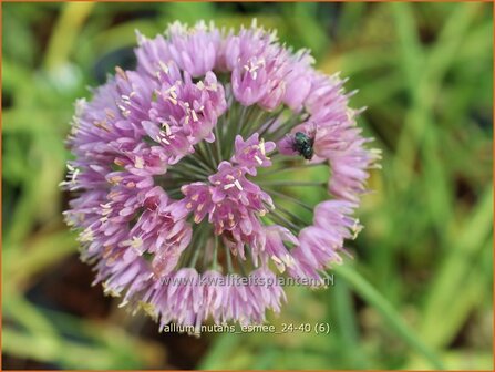 Allium nutans &amp;#x0027;Esmee&amp;#x0027; | Siberisch bieslook, Look | Sibirischer Knoblauch | Siberian Chives