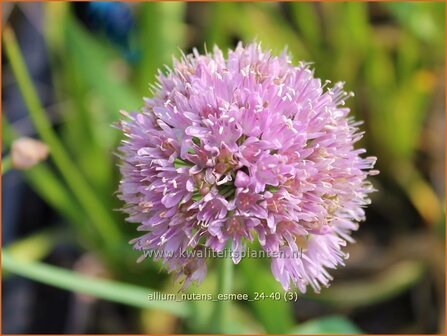 Allium nutans &amp;#x0027;Esmee&amp;#x0027; | Siberisch bieslook, Look | Sibirischer Knoblauch | Siberian Chives