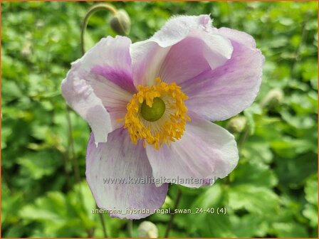 Anemone hybrida &#039;Regal Swan&#039; | Herfstanemoon, Japanse anemoon, Anemoon | Herbstanemone | Japanese Anemone