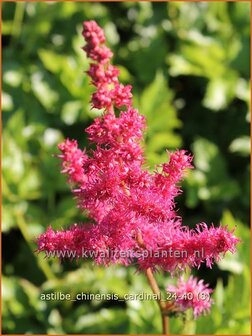 Astilbe chinensis 'Cardinal' | Pluimspirea, Spirea, Prachtspirea | Chinesische Prachtspiere | Chinese Astilbe
