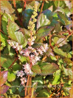 Astilbe chinensis &#039;Spotlight&#039; | Pluimspirea, Spirea, Prachtspirea | Chinesische Prachtspiere | Chinese Astilbe