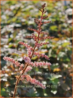 Astilbe &#039;Color Flash&#039; | Pluimspirea, Spirea, Prachtspirea | Prachtspiere | Astilbe