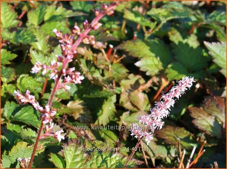 Astilbe &#039;Color Flash&#039; | Pluimspirea, Spirea, Prachtspirea | Prachtspiere | Astilbe
