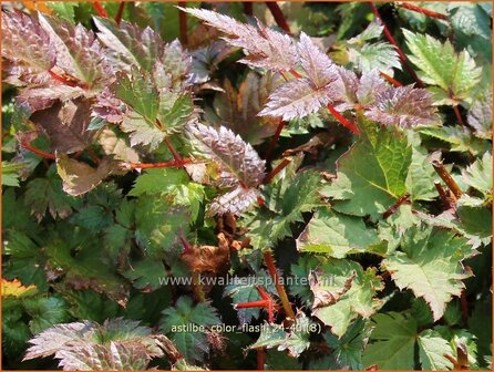Astilbe &#039;Color Flash&#039; | Pluimspirea, Spirea, Prachtspirea | Prachtspiere | Astilbe