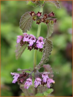 Ballota nigra | Stinkende ballote, Echte ballote, Ballote | Gottvergess | Black Horehound