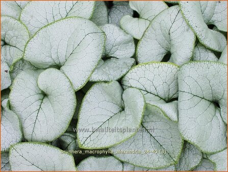 Brunnera macrophylla &#039;Alexandria&#039; | Kaukasische vergeet-mij-nietje, Balkan vergeet-mij-nietje, Vast vergeet-mij-nietj