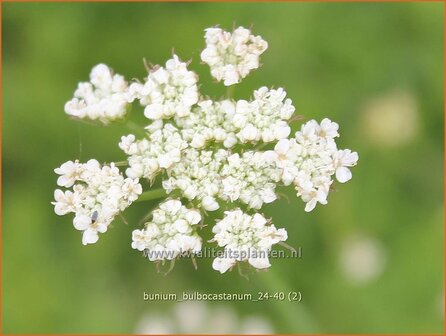 Bunium bulbocastanum | Aardkastanje | Knollenk&uuml;mmel | Great Pignut