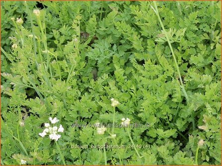 Bunium bulbocastanum | Aardkastanje | Knollenk&uuml;mmel | Great Pignut