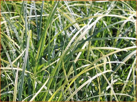 Carex lenta &#039;Osaka&#039; | Zegge | Segge | Sedge