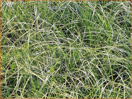 Carex lenta &#039;Osaka&#039; | Zegge | Segge | Sedge