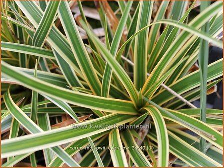 Carex morrowii 'Everglow' | Japanse zegge, Zegge | Japan-Segge | Japanese Sedge