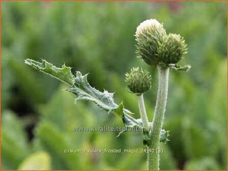 Cirsium rivulare &#039;Frosted Magic&#039; | Oeverdistel, Beekdistel, Vederdistel | Bach-Kratzdistel | Brook Thistle